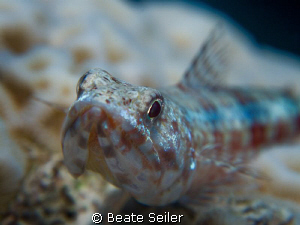Lizardfish , taken with Canon G10 and UCL165 by Beate Seiler 